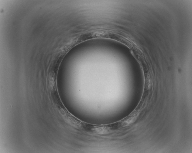 X0000069390417200605192219