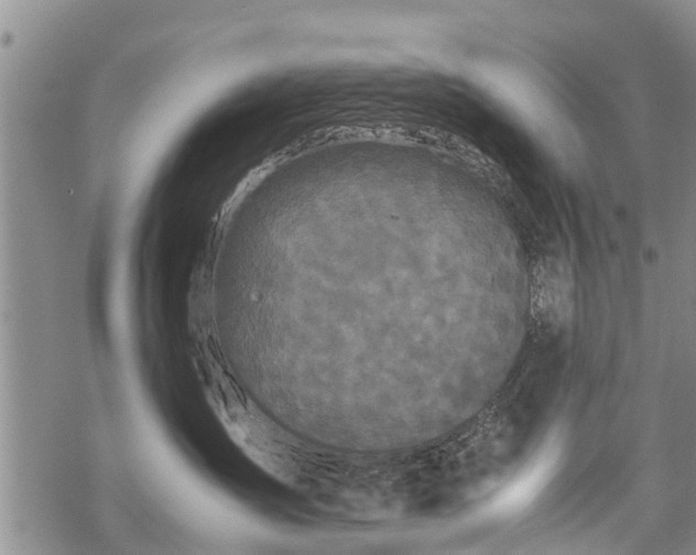 X0000069390431200605192218