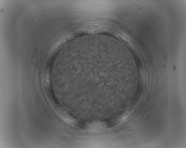 X0000069390499200605192217