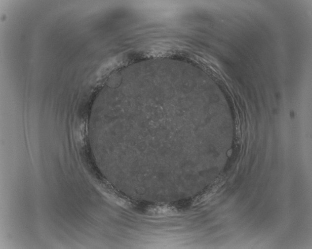 X0000069390503200605192217