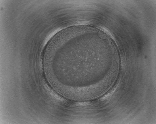 X0000069390835200605192212