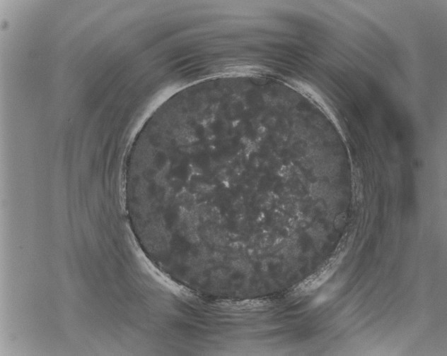 X0000069390851200605192212