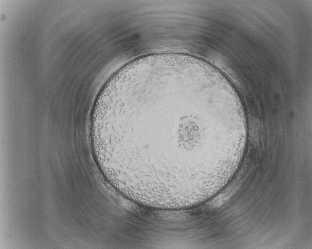 X0000069390856200605192212