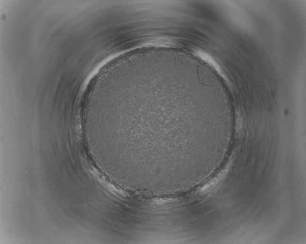 X0000069390923200605192210