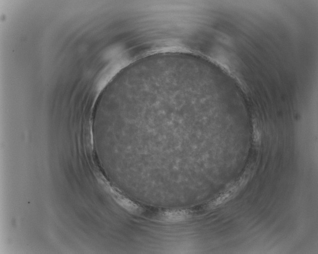 X0000069391274200605192205