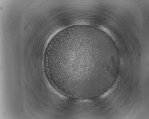 X0000069391331200605192204