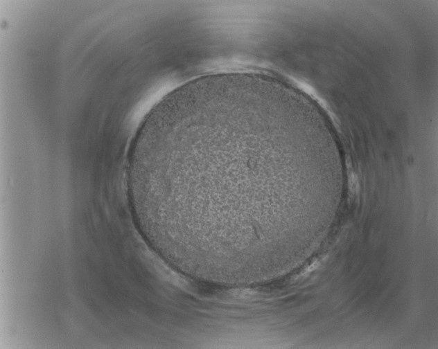 X0000069391463200605192202