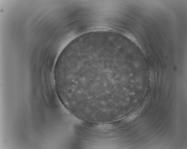 X0000069391466200605192202