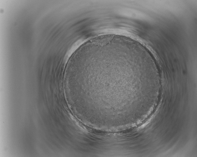 X0000069391529200605192201