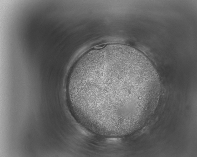 X0000069390053200605262127