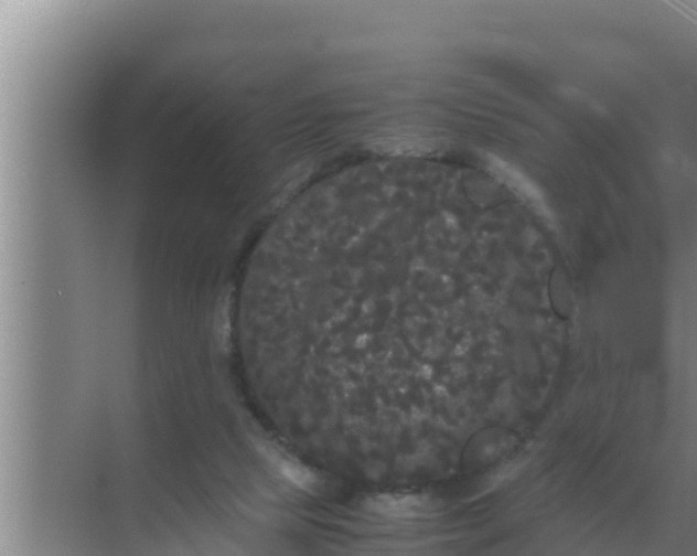 X0000069390065200605262127