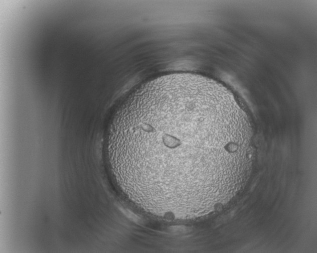 X0000069390153200605262125