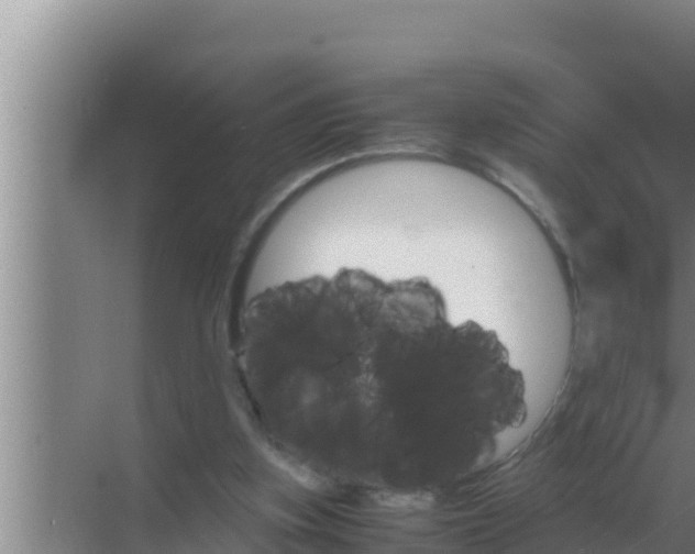 X0000069390155200605262125