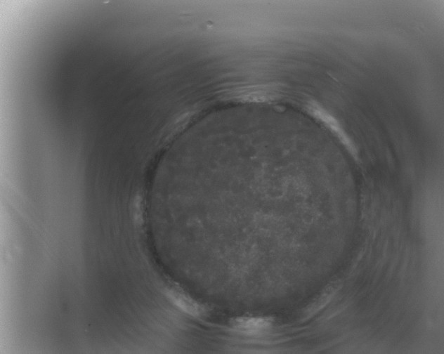 X0000069390161200605262125