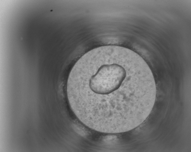 X0000069390162200605262125