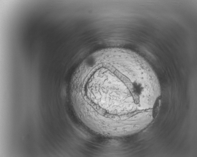 X0000069390166200605262126