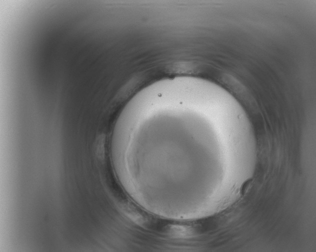 X0000069390167200605262126