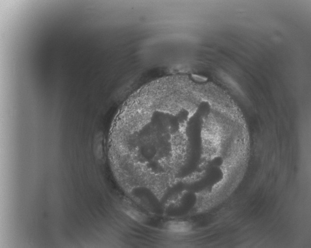 X0000069390169200605262126