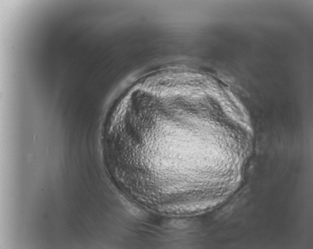 X0000069390341200605262122