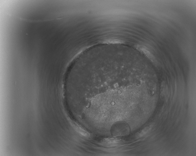 X0000069390351200605262122