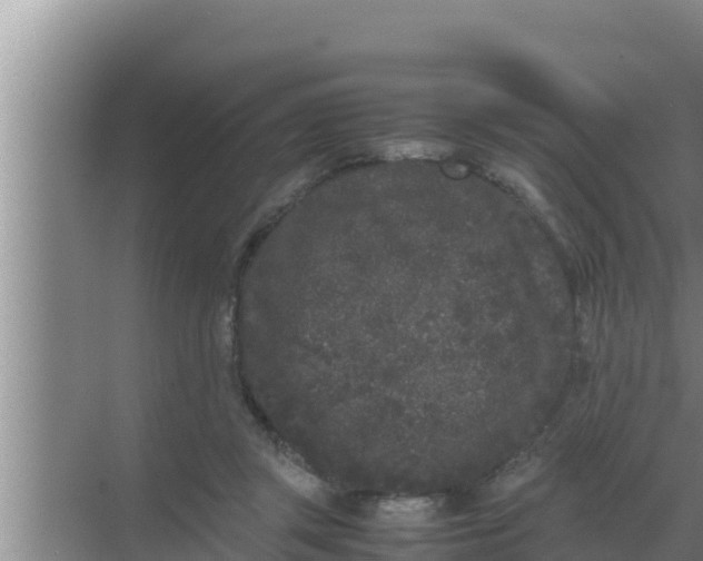 X0000069390357200605262122