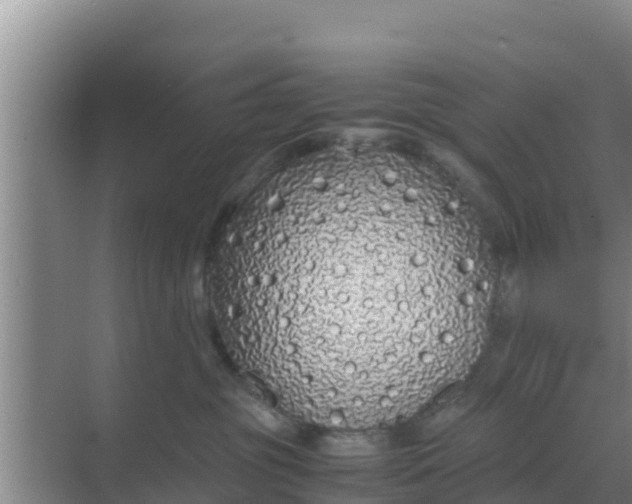 X0000069390381200605262123