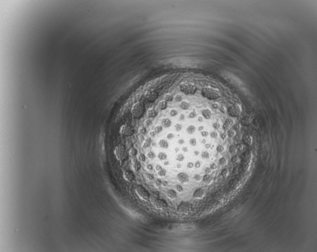 X0000069390398200605262122