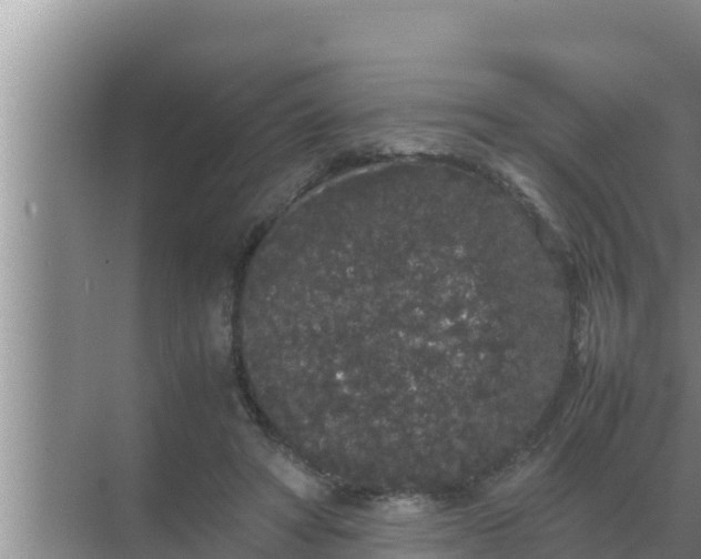 X0000069390402200605262122