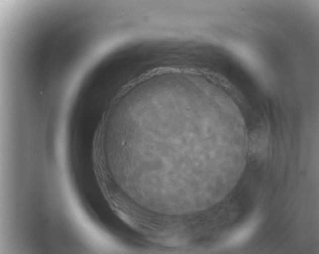 X0000069390431200605262121