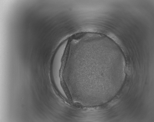 X0000069390434200605262120