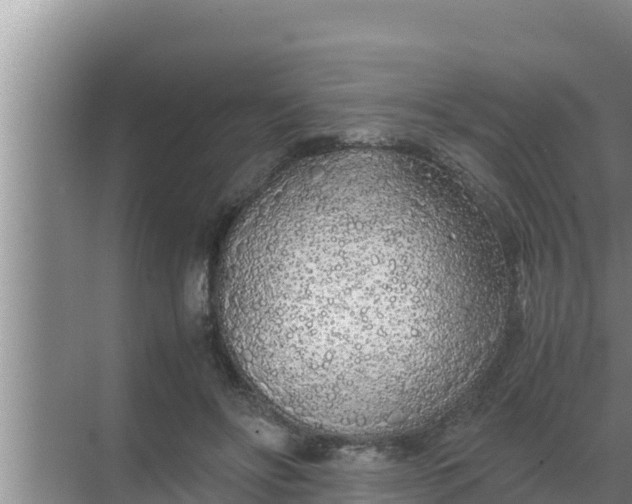 X0000069390502200605262120