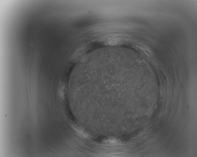 X0000069390503200605262120