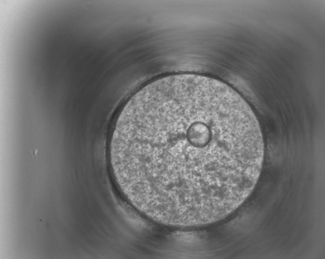 X0000069390534200605262119