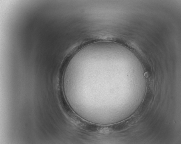 X0000069390587200605262118