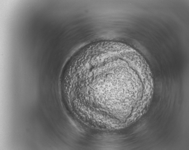 X0000069390626200605262117