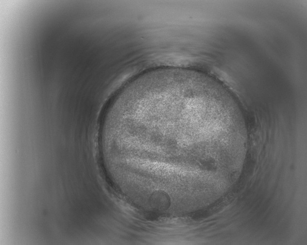 X0000069390679200605262117