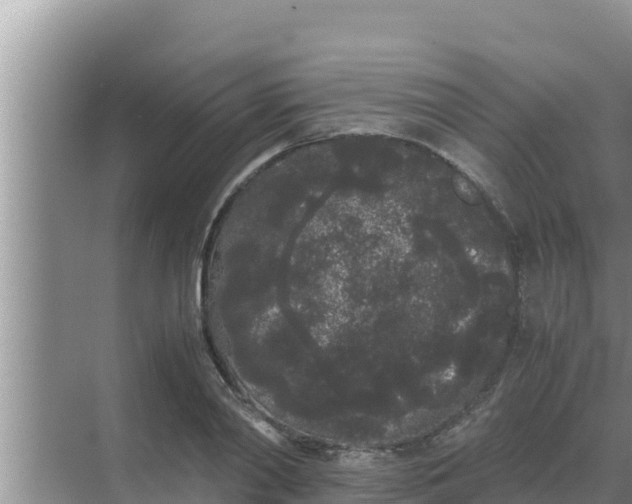 X0000069390790200605262115