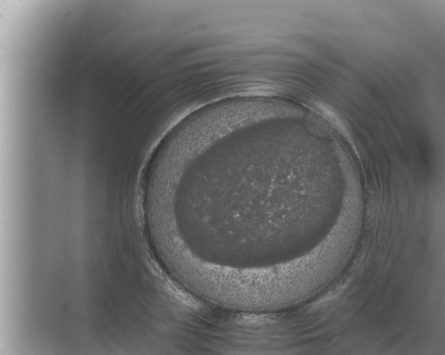 X0000069390835200605262114