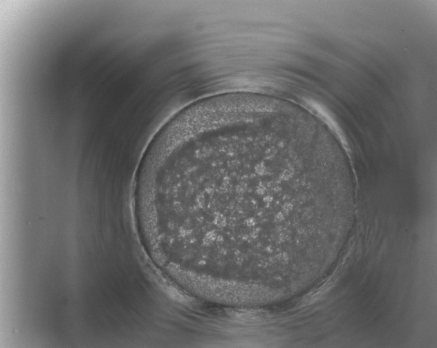 X0000069390899200605262113