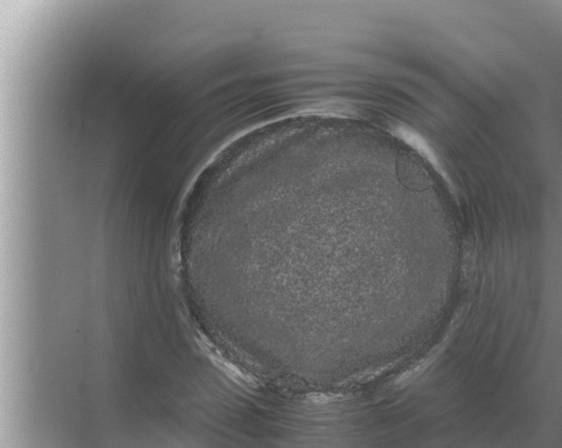 X0000069390923200605262112