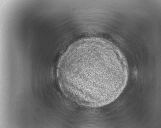 X0000069391060200605262110