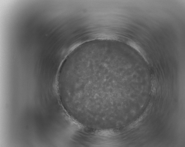 X0000069391074200605262110