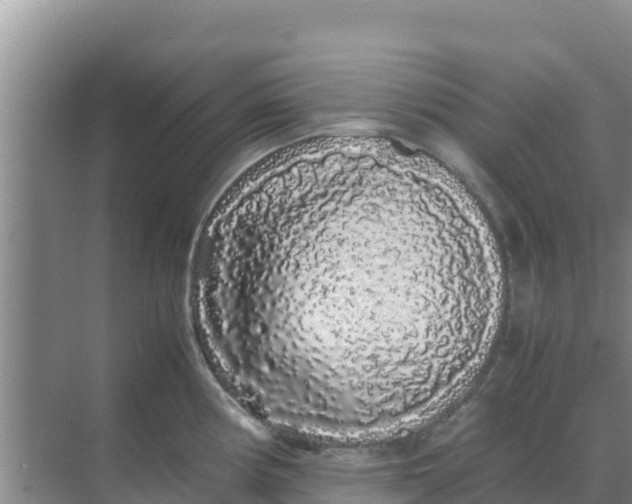 X0000069391194200605262108