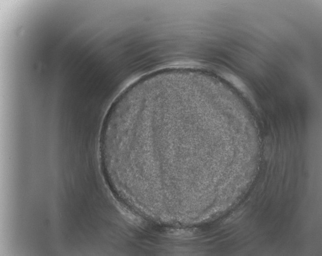 X0000069391229200605262108