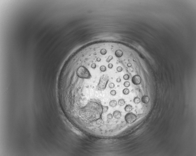 X0000069391240200605262108