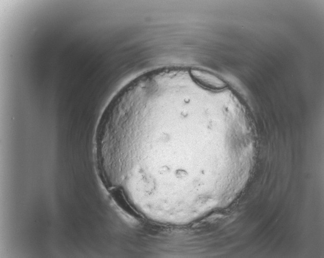 X0000069391287200605262107