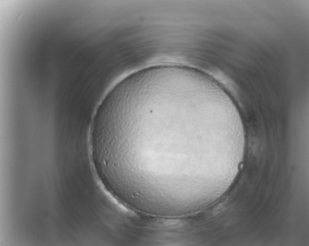 X0000069391382200605262105