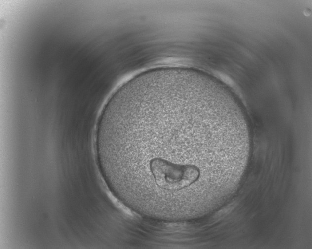 X0000069391421200605262104