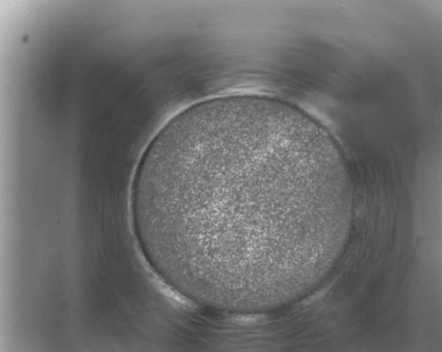 X0000069391423200605262105