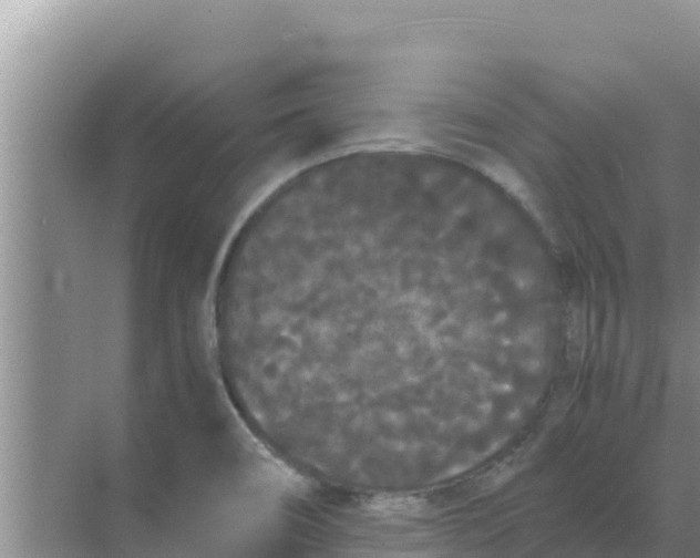 X0000069391466200605262104